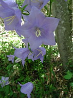 Campanule a feuilles de pecher - Campanula persicifolia (ph. Mrugala F., Chasselay, juin 2021)(9)